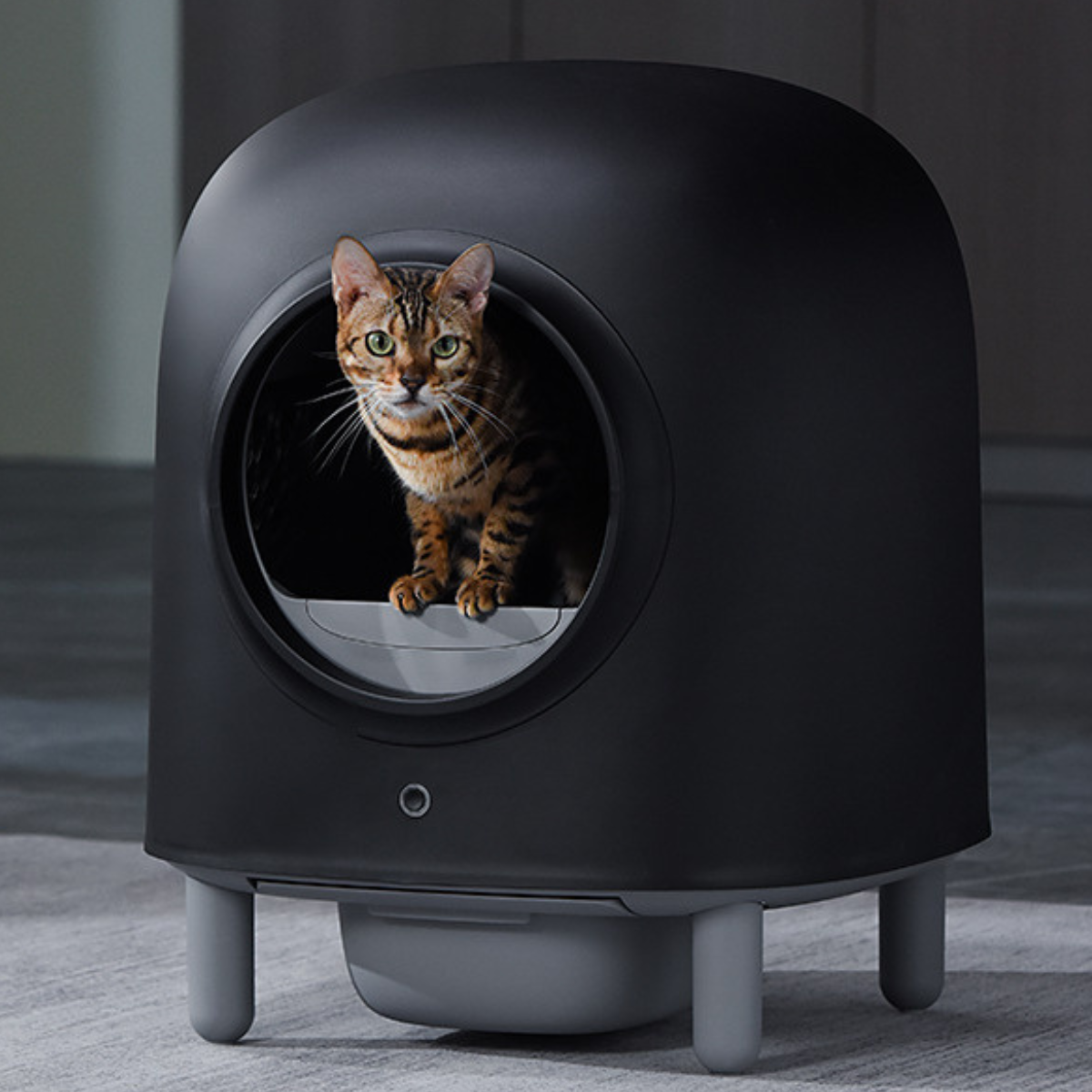 Self-Cleaning Litter Box